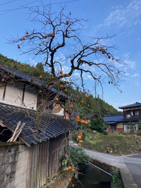 民家の屋根を突き抜けて生える柿の木
