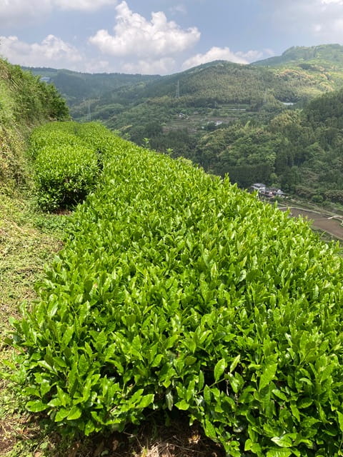 青空の下の山間部の茶畑