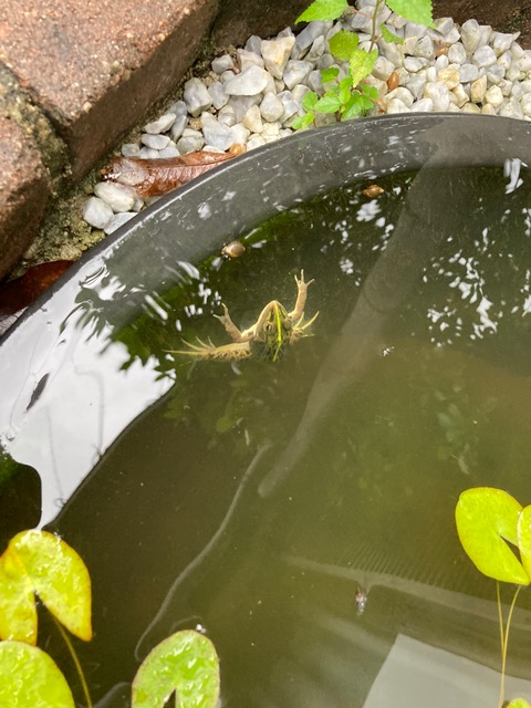 池の淵に浮かぶ殿様蛙