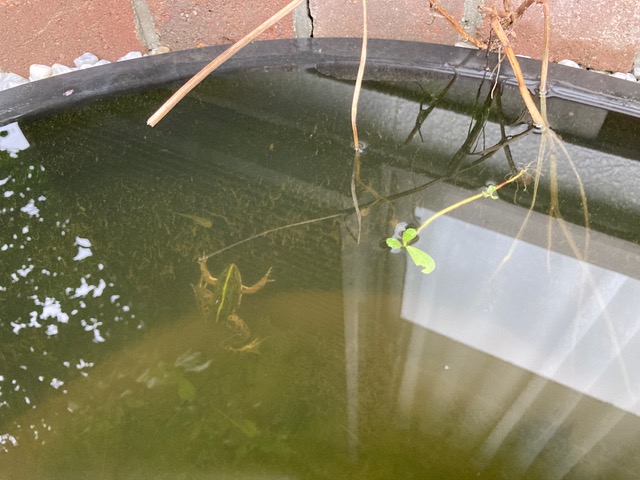 池の底に潜ってしまった殿様蛙