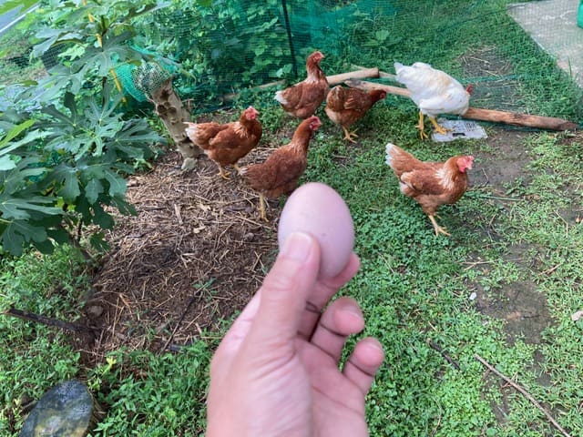 鶏たちと、鶏が産んだ卵を手に取っているところ