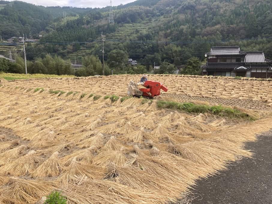 稲刈りを終え、田んぼ一面に広げられた稲の束
