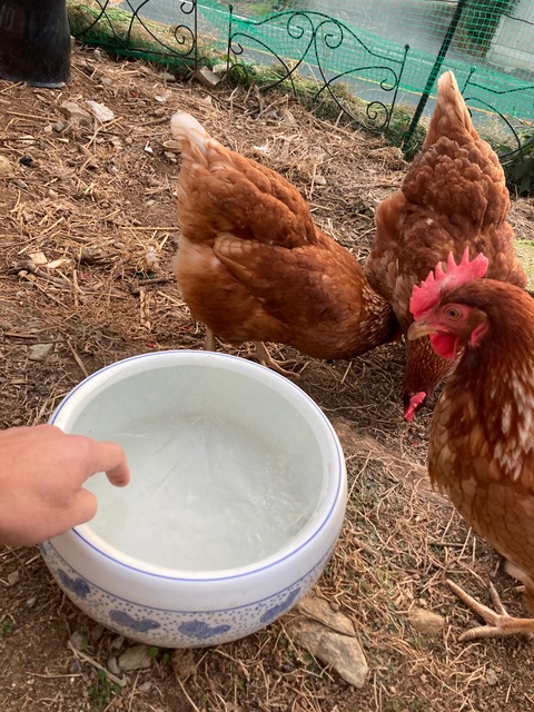 凍った水と鶏たち