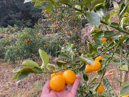 山になった柑橘の果実たちを手で取ってみているところ