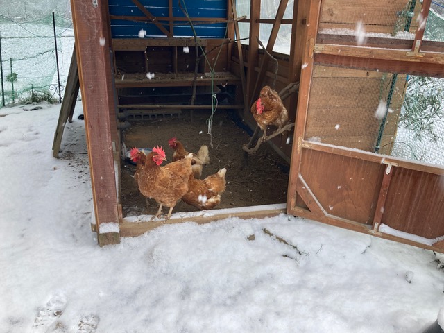 雪の積もった庭に建つ鶏小屋から出たがらない鶏たち