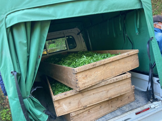 軽トラックの荷台に積み込まれた摘みたての茶葉。木製のケースに入っている。