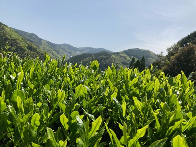 雄大山々を背景に、みずみずしく伸びる茶葉
