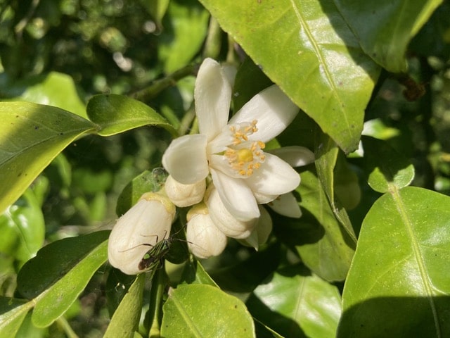 柚かかぼすの白い花
