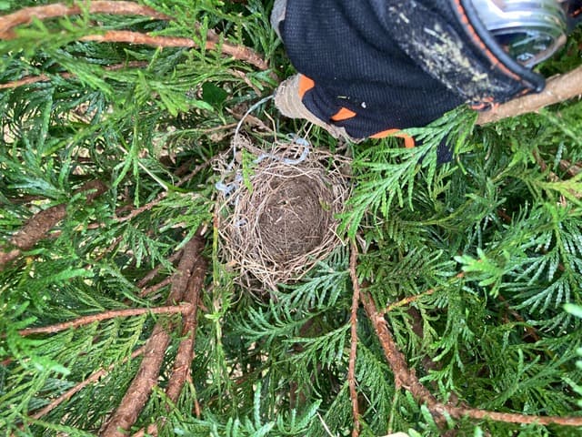 ニオイヒバ畑の手入れの際に見つかった鳥の巣。